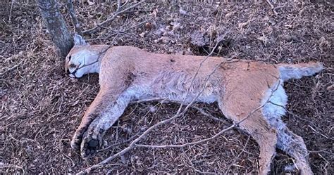 Mountain Lion Found Dead Near Denton Latest In String Of Sightings