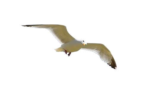 Seagull Flying Transparent Background Clip Art Library