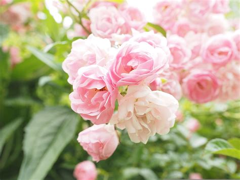 Roses Pink Light Rosebush · Free Photo On Pixabay