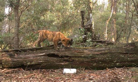 At least eight sightings of tasmanian tigers have been reported recently, reviving speculation the scientists declared the thylacine, a large striped carnivore that looks like a cross between a wolf, a. Guy Ballard on Twitter: "'Tiger-striped' #dingo pup ...