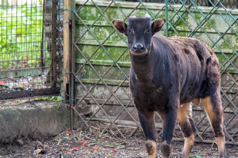 Lowland Anoa Bubalus Depressicornis Zoochat