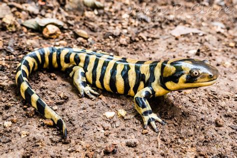 Ambystoma Mavortium Mavortium The Barred Tiger Salamander Or