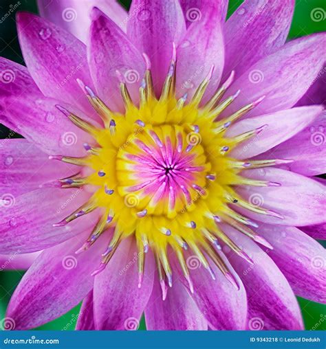 Purple Exotic Flower Stock Photo Image Of Exotic Macro 9343218