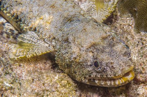 Graceful Lizardfish Facts And Photographs Seaunseen