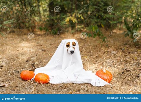 Dog Wearing A Ghost Costume Sitting Between Orange Pumpkins In A Park