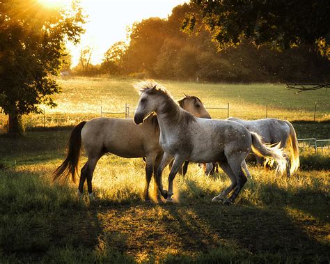 Horse Play Photograph By Ron Mcginnis Fine Art America
