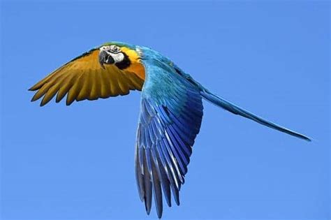 How To Train Parrots And Birds Not To Fly Away Wooparrot
