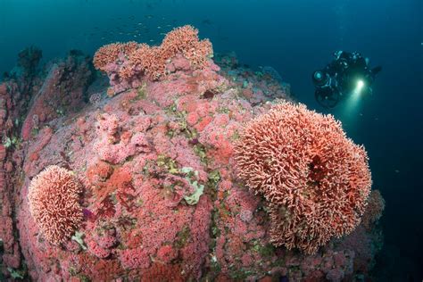 Schmeider Bank California Coral Reef Ocean Animals Marine Life