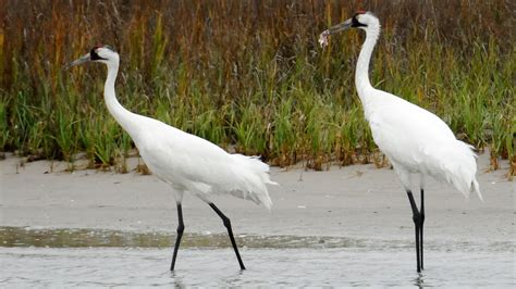 Texas Was Winter Home To 329 Endangered Whooping Cranes