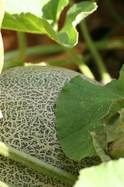 Melons are similar to squash and should go out well after the last frost date. Planting Cantaloupe - How To Grow Cantaloupe Melons