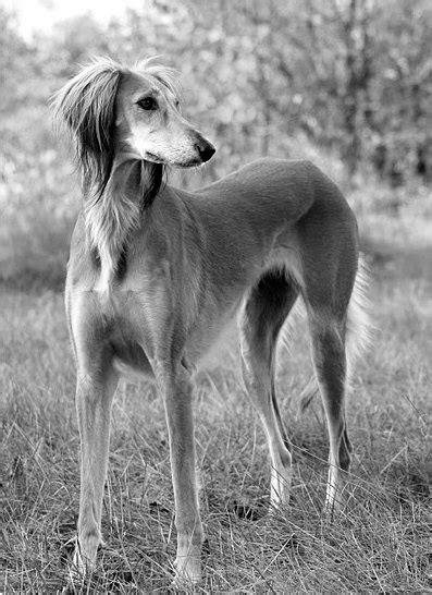 Famous Dogs In History Saluki The Worlds Oldest Dog Breed