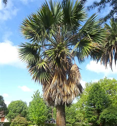 How To Grow The Cabbage Palm Tree Sabal Palmetto