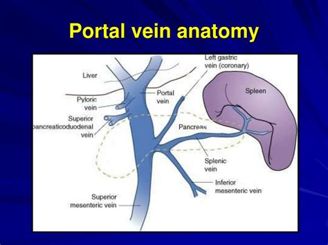 Anatomy Of Portal Venous System