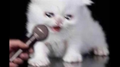 Microphone Screaming Crying Cat Meme Kaitlynmasek