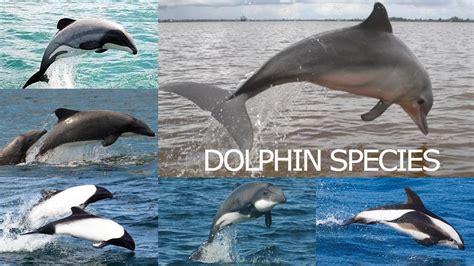 All Dolphin Species Complete List Of Oceanic Dolphin Types Of
