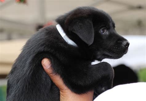 They are eight weeks old and ready for their forever homes. Lab-Chow (Labrador Chow Mix) Info, Temperament, Training ...