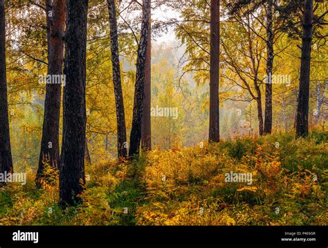Autumn Sunset In The Siberian Taiga Stock Photo Alamy