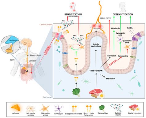 Biomedicines Free Full Text Gut Bless Your Pain—roles Of The Gut