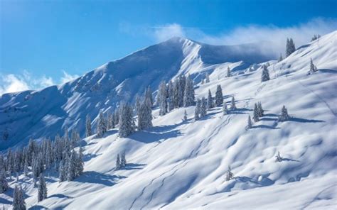 Frozen Snow Covered Spruce Trees Slope Mountains Blue Sky Background Hd