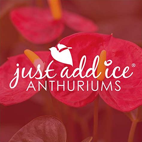 Just Add Ice Jai300 Anthurium Planter Easy Care Beautiful Live Plants