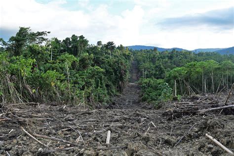 A Road Made By A Palm Oil Company By Clearing The Forest In Jayapura