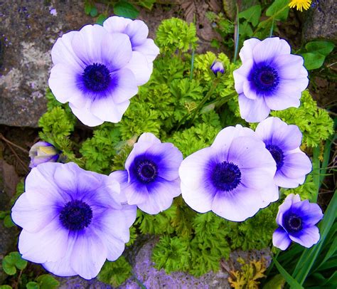 White Blue Anemone Spring Free Photo On Pixabay Pixabay