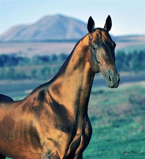 Gench 5 Photograph By Artur Baboev Rare Horses Wild Horses Horse
