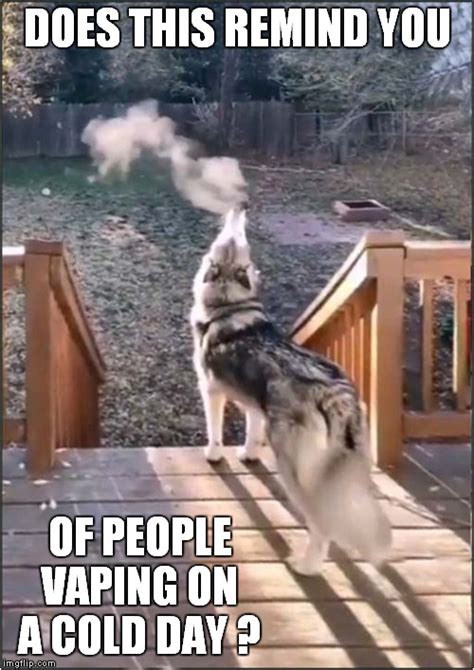 Dog Vaping Imgflip