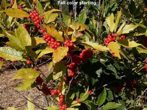 Winterberry Fall Color Northern Shenandoah Valley Master Gardener