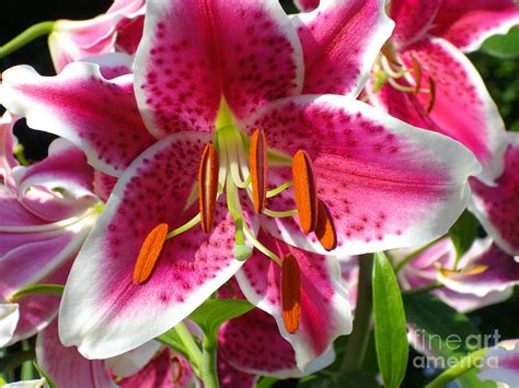 Summer Lily Photograph By H Cooper