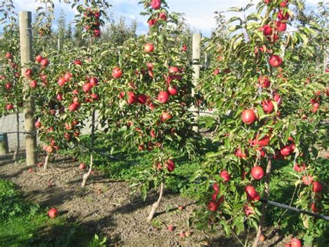 It's this generous growing time on the tree that gives pink lady® its gorgeous pink lady® apples are irresistibly sweet and juicy. APPLE Lady in Red (Pink Lady®)