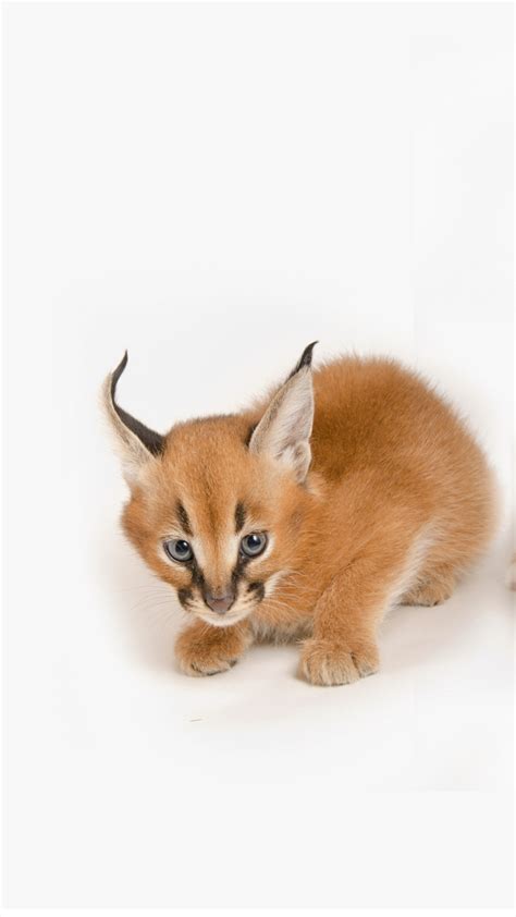 Baby Caracals Mobile Abyss