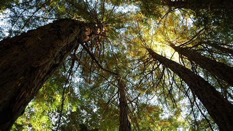 The Five Best Redwood Groves In The Bay Area