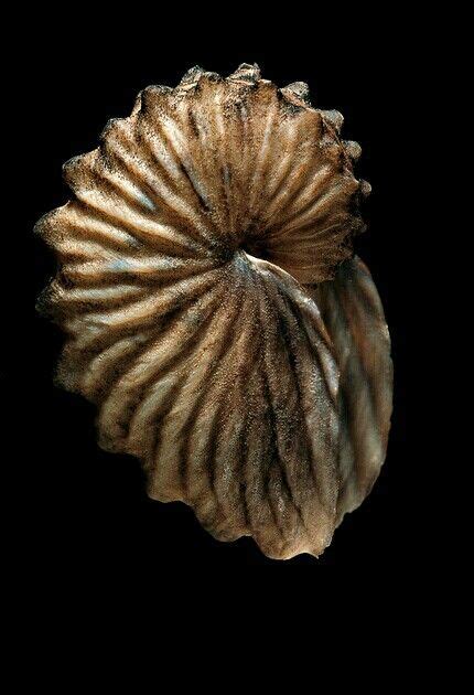 Argonauta Boettgeri Photographic Print Novelty Ts Sea Shells