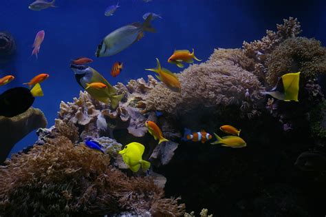 Free Stock Photo 1257-tropical_saltwater_aquarium_1013.JPG ...
