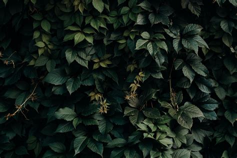 Wallpaper Leaves Green Plant Dark Shade Hd Widescreen High