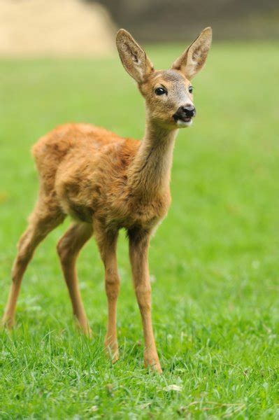 Baby Deer Stock Photos Royalty Free Baby Deer Images Depositphotos