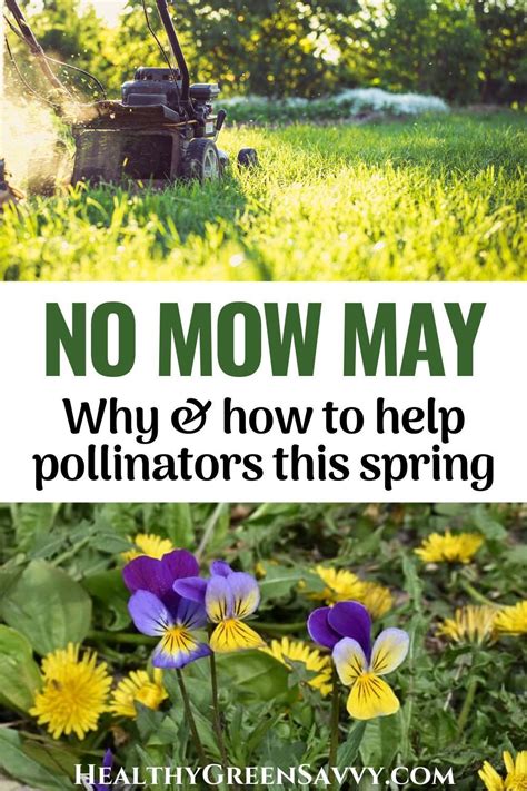 Have You Heard About No Mow May Homeowners Skip Mowing Until June To Leave Food For Pollinators