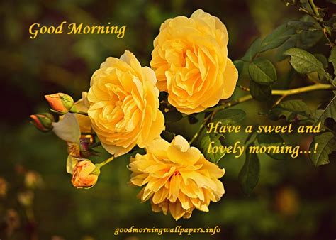 199 Good Morning Flower Images Wallpapers Hd Pictures For Whatsapp