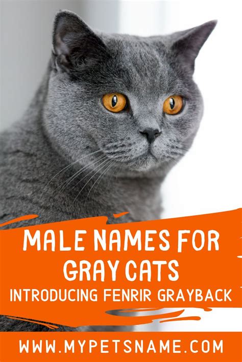 A Gray Cat With An Orange Tag That Says Male Names For Gray Cats