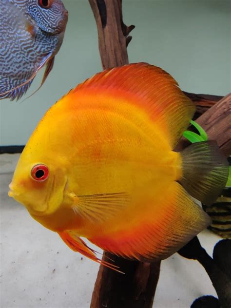 5 Golden Sunrise Discus Discus Fish Pet Pets