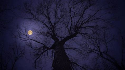 Moon And Tree Wallpapers Top Free Moon And Tree Backgrounds