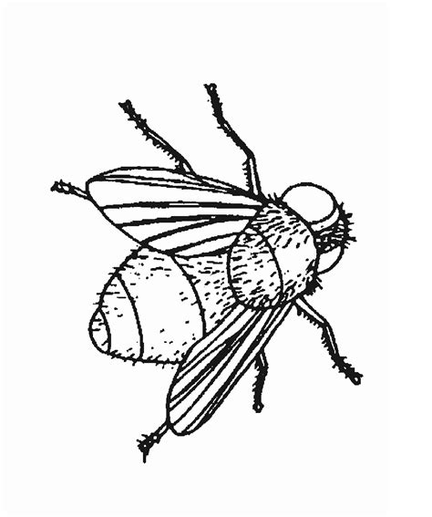 Bug Coloring Pages For Kids Picture Animal Place