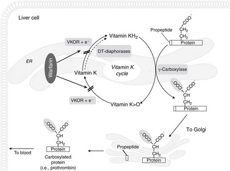 Vitamin K Basicmedical Key
