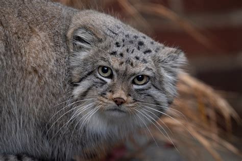 Brooklyn Zoo Plays Matchmaker For Rare Pallass Cats