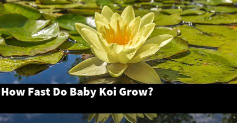 How Fast Do Baby Koi Grow 2024 Guide Gold Koi Fish