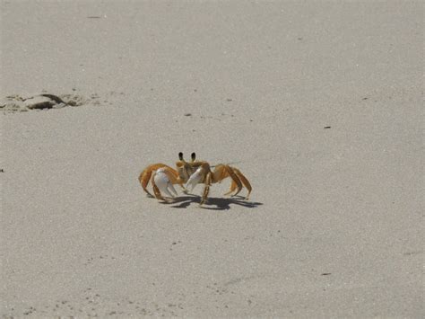 Free Images Beach Nature Sand Animal Food Seafood Fauna Crab