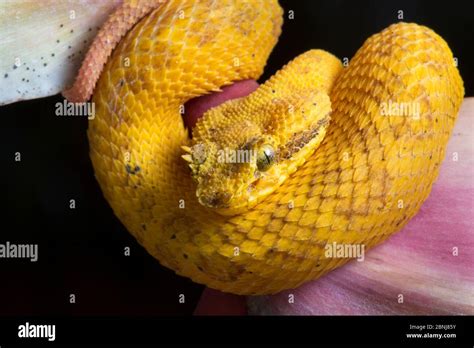 Eyelash Pit Viper Bothriechis Schlegelii Yellow Morph On Heliconia