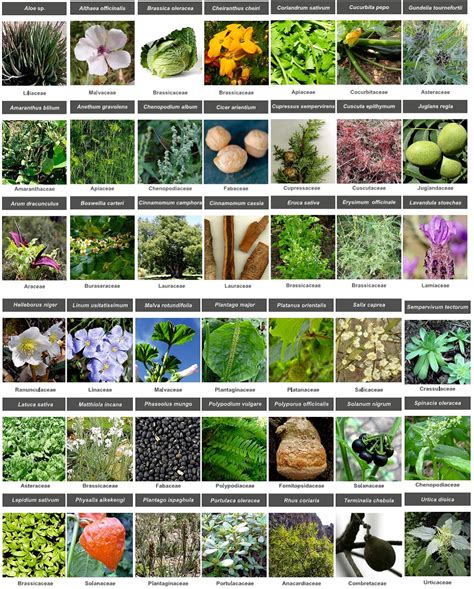 Medicinal Plants And Their Uses