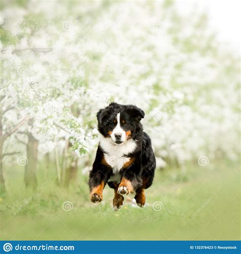 Funny Puppy Bernese Mountain Dog Sit On Grass Green Trees And White